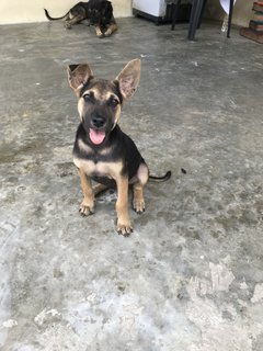 Toffee The Lil Cutie  - Mixed Breed Dog