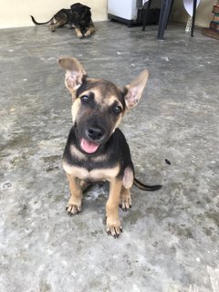 Toffee The Lil Cutie  - Mixed Breed Dog