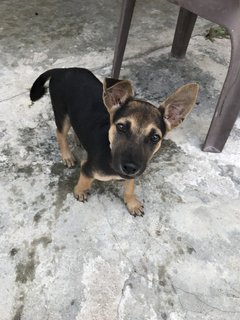 Toffee The Lil Cutie  - Mixed Breed Dog