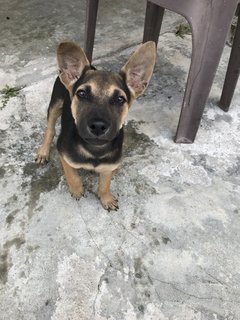 Toffee The Lil Cutie  - Mixed Breed Dog