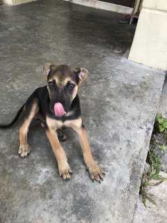 Toffee The Lil Cutie  - Mixed Breed Dog