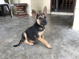 Toffee The Lil Cutie  - Mixed Breed Dog