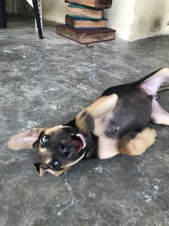 Toffee The Lil Cutie  - Mixed Breed Dog