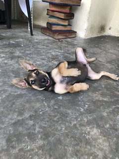 Toffee The Lil Cutie  - Mixed Breed Dog