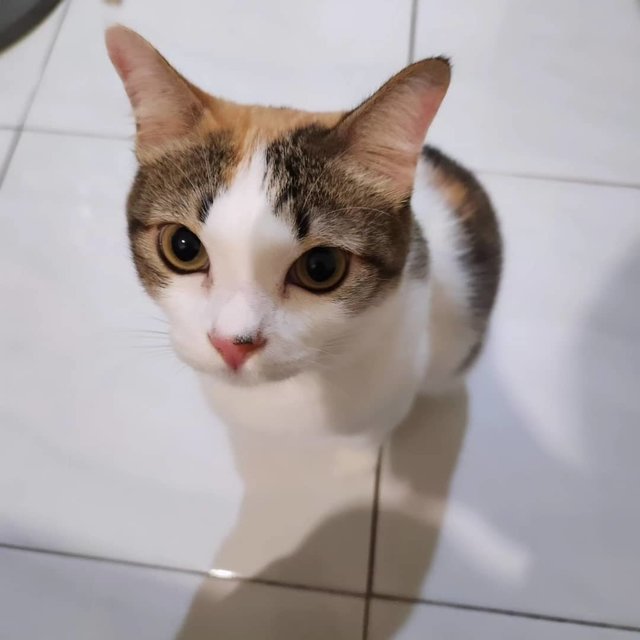 Cleo - Domestic Short Hair Cat