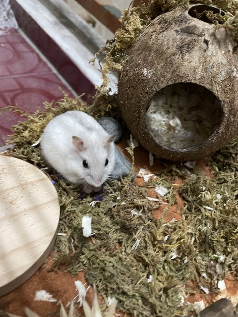 Honey - Chinese Hamster Hamster