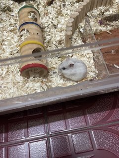 Honey - Chinese Hamster Hamster