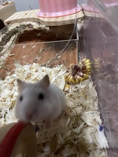 Honey - Chinese Hamster Hamster