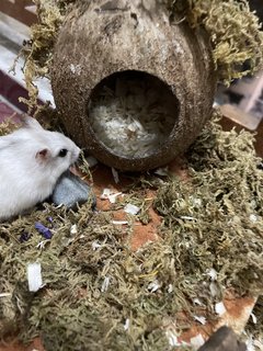 Honey - Chinese Hamster Hamster