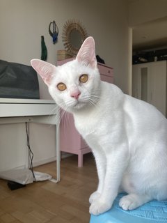 Nimbus - Domestic Short Hair Cat