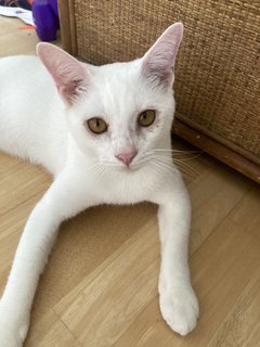 Nimbus - Domestic Short Hair Cat