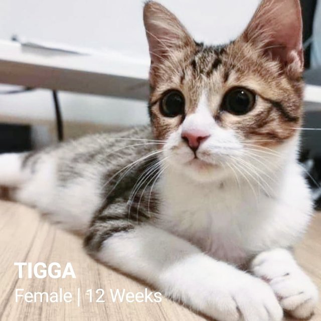 Tigga - Domestic Short Hair Cat