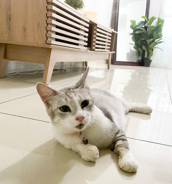 Clair - American Shorthair + Domestic Short Hair Cat