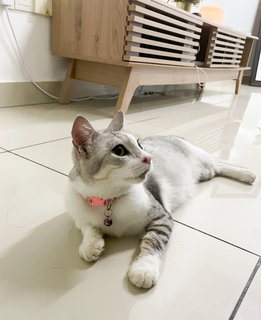 Clair - American Shorthair + Domestic Short Hair Cat