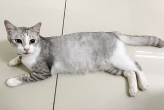 Clair - American Shorthair + Domestic Short Hair Cat