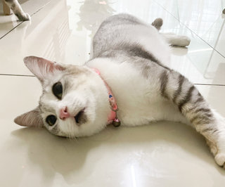 Clair - American Shorthair + Domestic Short Hair Cat