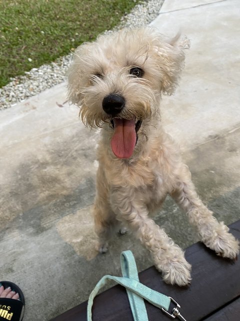 Tea Tea  - Schnauzer Dog