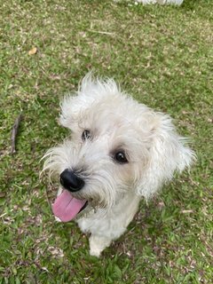 Tea Tea  - Schnauzer Dog