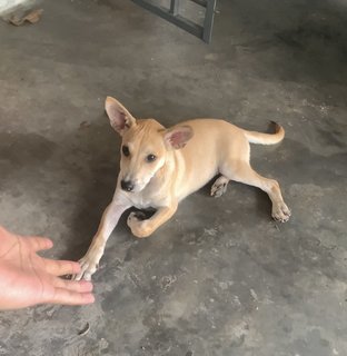 Brownie - Mixed Breed Dog