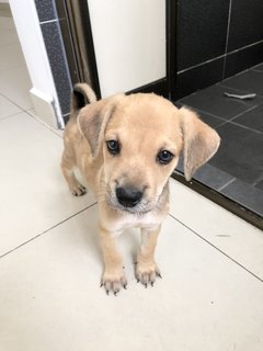 Puppy 21 - Mixed Breed Dog