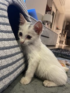 Lunette 🌙 - Domestic Long Hair Cat