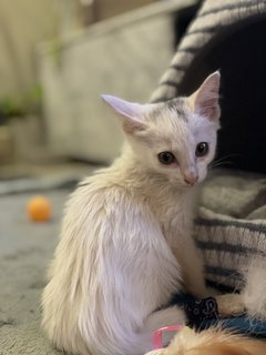 Lunette 🌙 - Domestic Long Hair Cat