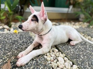 Rockie - Mixed Breed Dog