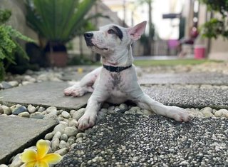 Rockie - Mixed Breed Dog