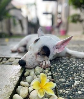 Rockie - Mixed Breed Dog