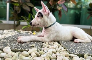 Rockie - Mixed Breed Dog
