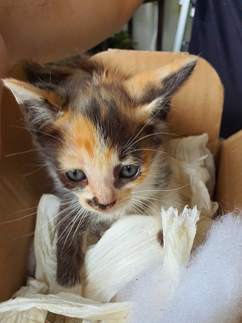 Lightning - Calico + Domestic Medium Hair Cat