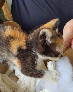 Lightning - Calico + Domestic Medium Hair Cat