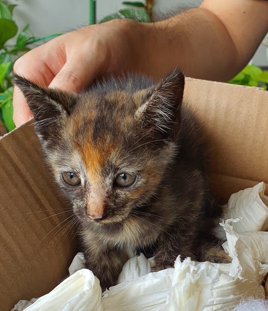 Poppi - Tortoiseshell + Domestic Short Hair Cat