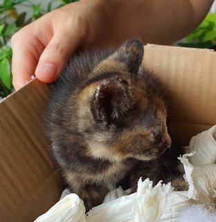 Poppi - Tortoiseshell + Domestic Short Hair Cat