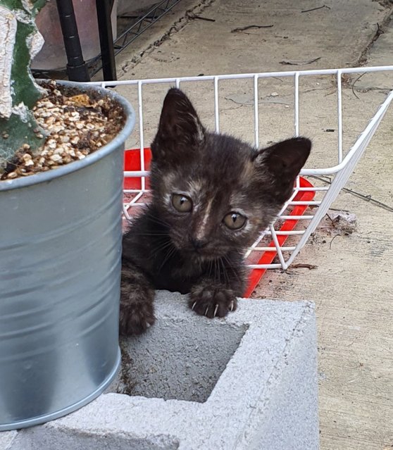 Magic - Tortoiseshell + Domestic Short Hair Cat