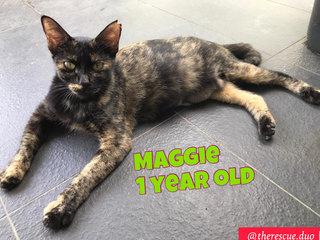 Maggie - Domestic Short Hair Cat