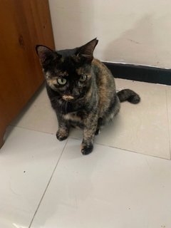 Maggie - Domestic Short Hair Cat