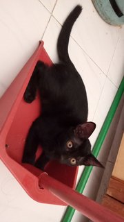 Luna - Domestic Short Hair Cat