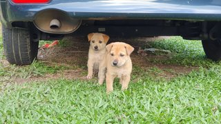 Puppies For Adoption - Mixed Breed Dog