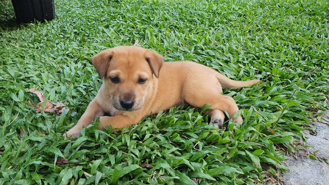 Puppies For Adoption - Mixed Breed Dog