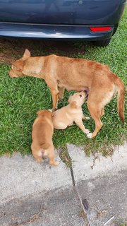 Puppies For Adoption - Mixed Breed Dog