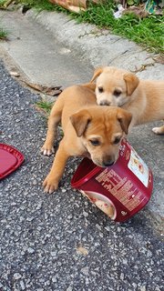 Puppies For Adoption - Mixed Breed Dog