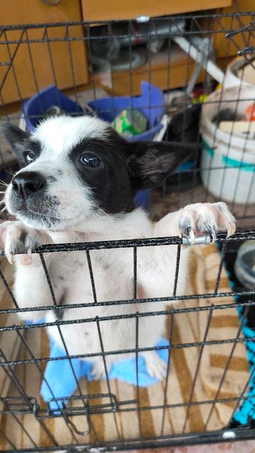 Panda - Mixed Breed Dog