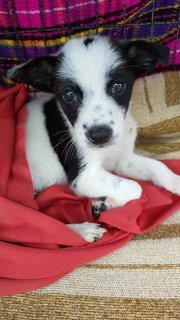 Panda - Mixed Breed Dog