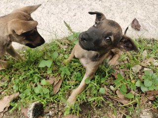 Korgi Girl - Mixed Breed Dog