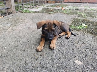 Korgi Girl - Mixed Breed Dog