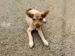 Korgi Girl - Mixed Breed Dog