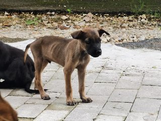 Korgi Girl - Mixed Breed Dog