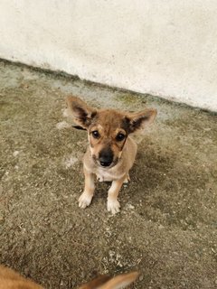 Korgi Girl - Mixed Breed Dog