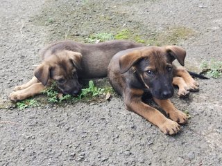 Korgi Girl - Mixed Breed Dog